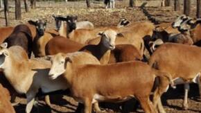 Frente pecuario de La Sierpe por incrementar producción de leche este año