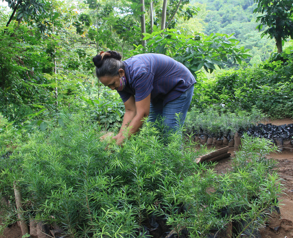 Cuidar los bosques es cuidar el futuro de Cuba (+ fotos)