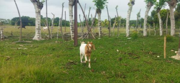 La meta es llegar a las 500 cabras próximamente. Foto: Yosdany Morejón.