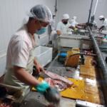 Empresa Pesquera Sancti Spíritus impulsa producción sostenible y autosuficiencia en temporada alta
