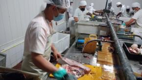 Empresa Pesquera Sancti Spíritus impulsa producción sostenible y autosuficiencia en temporada alta