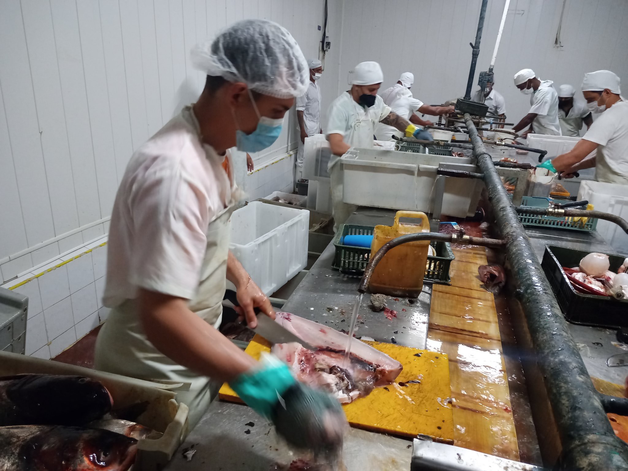 Empresa Pesquera Sancti Spíritus impulsa producción sostenible y autosuficiencia en temporada alta