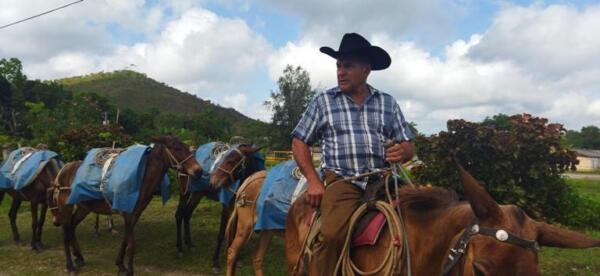 Ismael Aragón López ha dedicado los últimos 30 años de su vida a mantener viva la tradición y producción mular en los campos cubanos. Foto: Yosdany Morejón.
