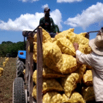 Dedicado a la responsabilidad en la entrega de sus producciones a los organismos orientados