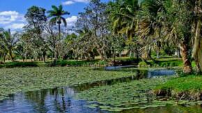 El ecosistema de la Ciénaga de Zapata: Paraíso natural y resistencia