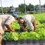Provincia espirituana avanza en ofertas agrícolas