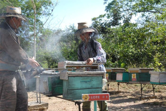 Ciencia y cooperación internacional apoyan programa de reforestación melífera en Sancti Spíritus