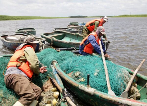 Las brigadas aprovechan al máximo las condiciones actuales de la Zaza para extraer de ella el mayor volumen posible de peces. Foto: Oscar Alfonso Sosa.