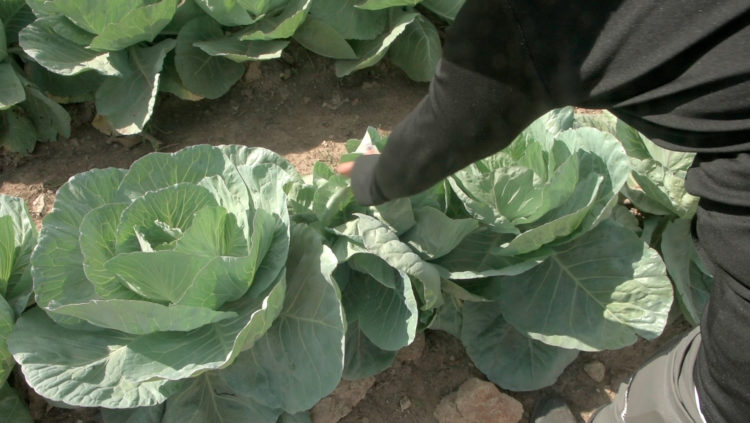Sitio productivo El Renacer,  una idea materializada en La Sierpe