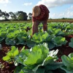 Agricultura espirituana despide un año difícil