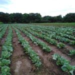 Inician agricultores taguasquenses siembra de primavera para el autoabastecimiento territorial
