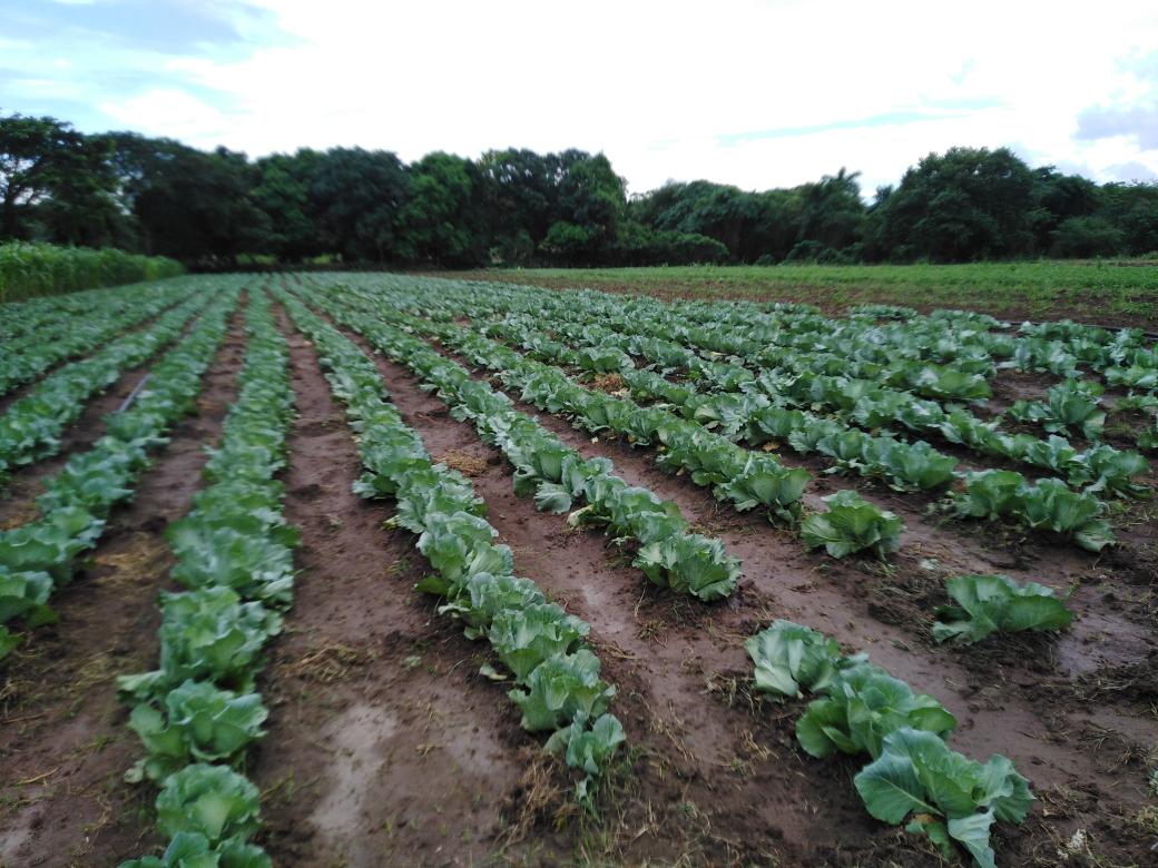Inician agricultores taguasquenses siembra de primavera para el autoabastecimiento territorial
