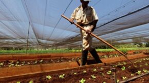 Sistema de la Agricultura Urbana de Taguasco en condiciones de fortalecer sus producciones