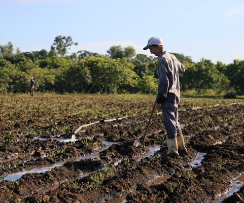 Para que la tierra para frutos, el agua es vital. Foto:  Oscar Alfonso Sosa.