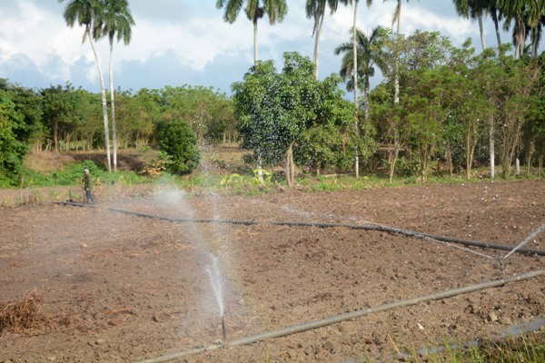 Preservar el agua posibilita, entre otras cosas, producir alimentos en tiempos de sequía. Foto:  Oscar Alfonso Sosa.