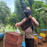 Contribuye Laboratorio apícola espirituano a elevar calidad de la miel cubana