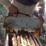 Amargo 2025 para la miel en Sancti Spíritus