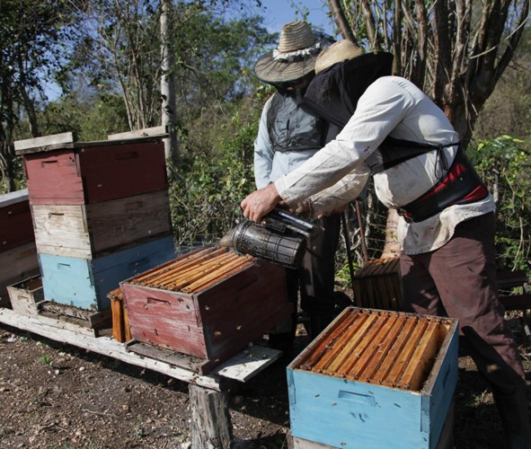 En esta temporada primaveral, los apiarios están en mejores condiciones para la producción. Foto: Oscar Alfonso Sosa.