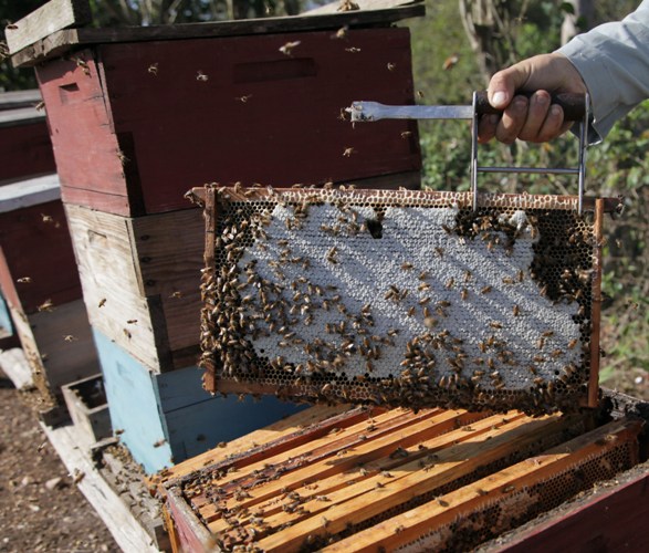 Con la primavera, la productividad de las colmenas es sostenida. Foto: Oscar Alfonso Sosa.