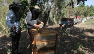 En cada apiario, el trabajo constante es vital. Foto: Oscar Alfonso Sosa.