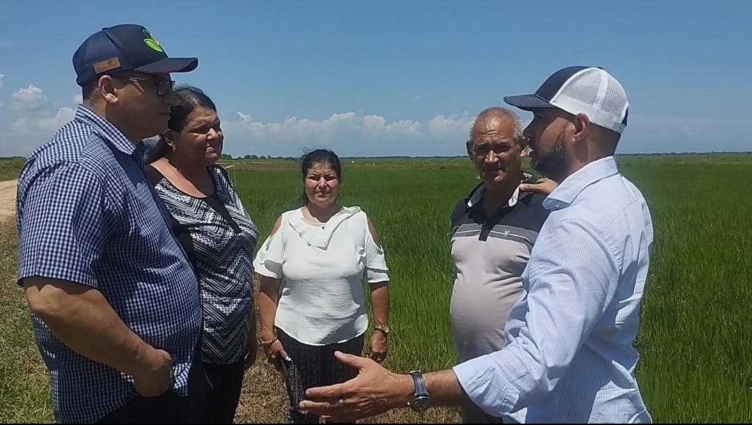 Chequean producción de arroz a partir del encadenamiento con actores económicos no estatales en La Sierpe