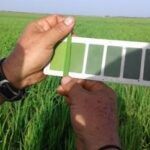 Laboran en obtención de nuevas variedades de arroz