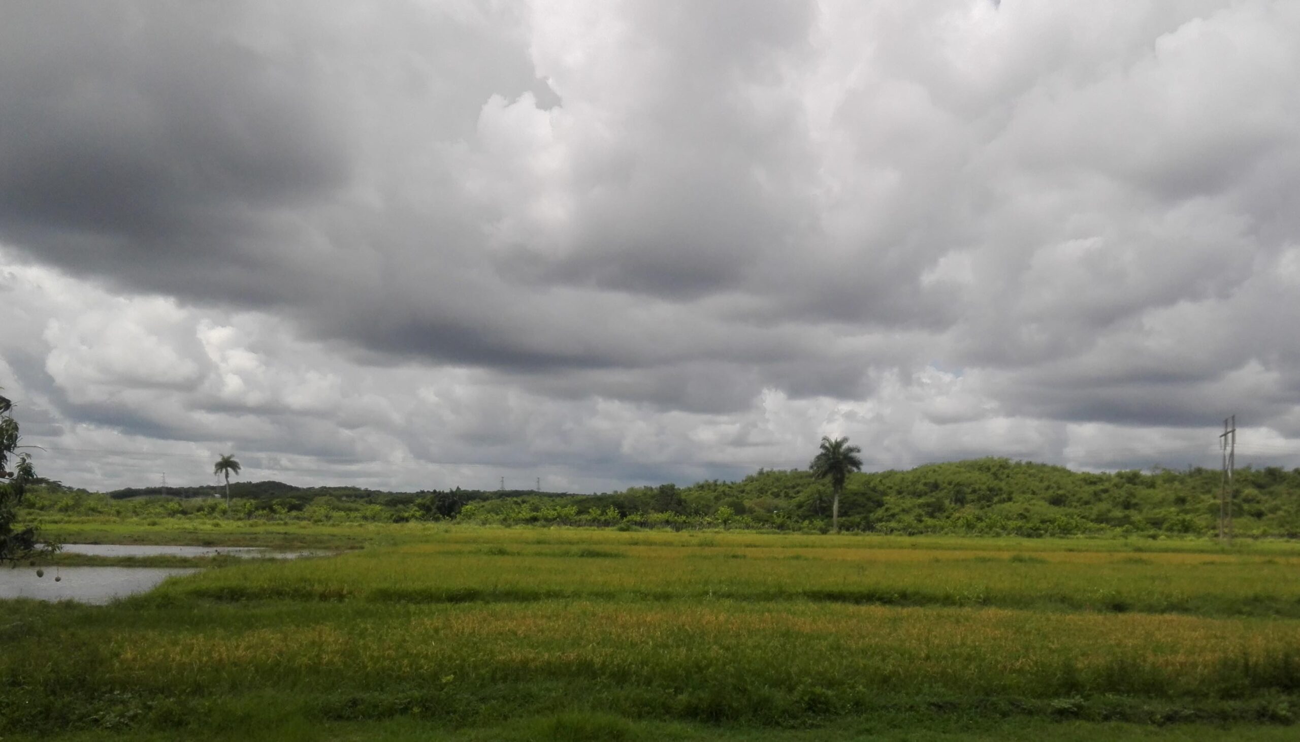 Popularización del cultivo del arroz se reanima en Taguasco