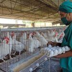 Empresa avícola espirituana entre las más destacadas del país
