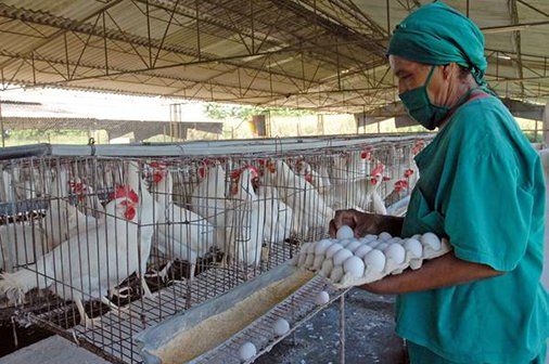 Empresa avícola espirituana entre las más destacadas del país