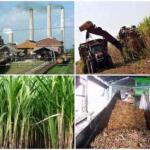 Empresa Uruguay busca diversificar sus producciones