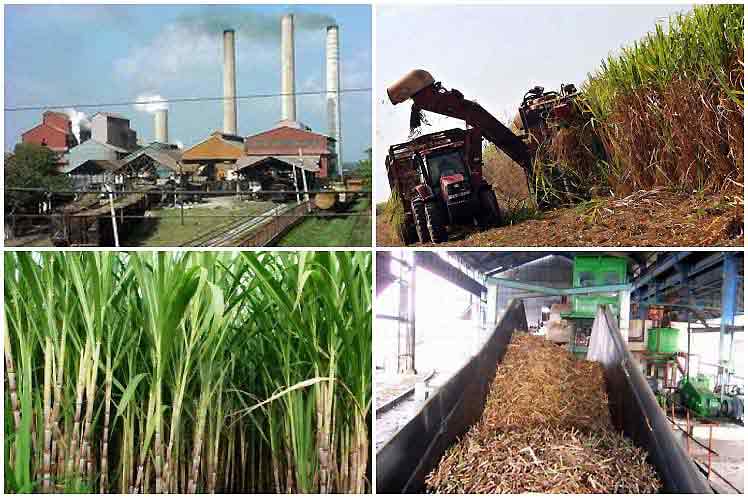 Empresa Uruguay busca diversificar sus producciones