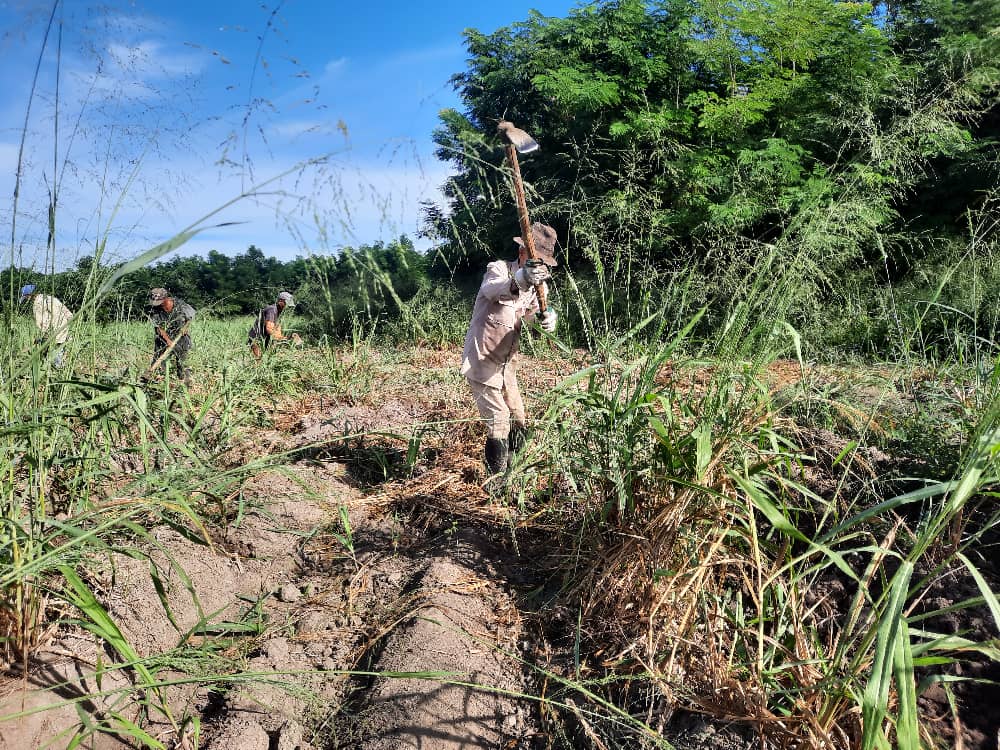Veterano azucarero sigue pegado al plantón