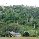 Guardabosques de Yaguajay refuerzan vigilancia de recursos naturales