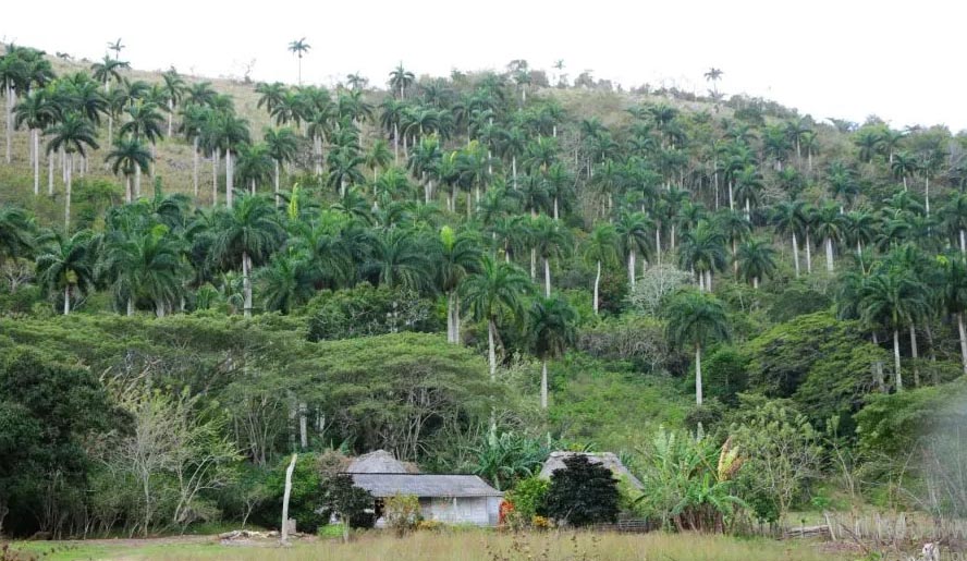 Guardabosques de Yaguajay refuerzan vigilancia de recursos naturales