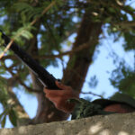 Día de la Defensa da continuidad al Bastión 2024 este sábado en Sancti Spíritus