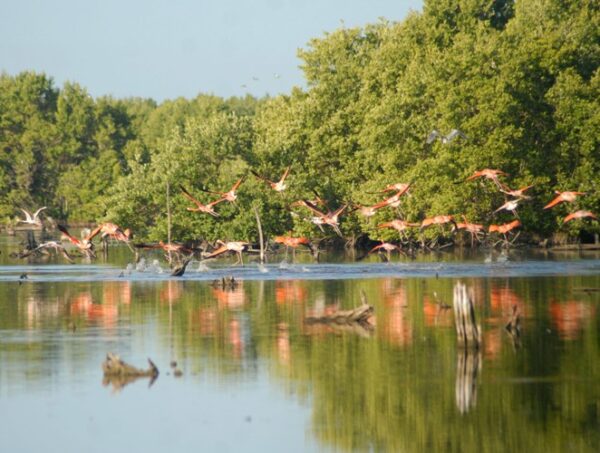 Hábitat y nidificación de los flamencos rosados entre las temáticas de Biodiversidad Caguanes. Foto: Oscar Alfonso Sosa.