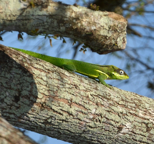 La vida diversa en los ecosistemas se revela en Biodiversidad Caguanes. Foto: Oscar Alfonso Sosa.
