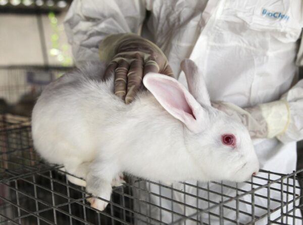 Los animales de laboratorio, vitales en la investigación del CIGB. Foto: Oscar Alfonso Sosa.
