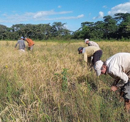 El rescate de la producción de arroz ha sido posible por el mejoramiento de suelos, que poco antes, estaban altamente salinizados. Foto: Oscar Alfonso Sosa.