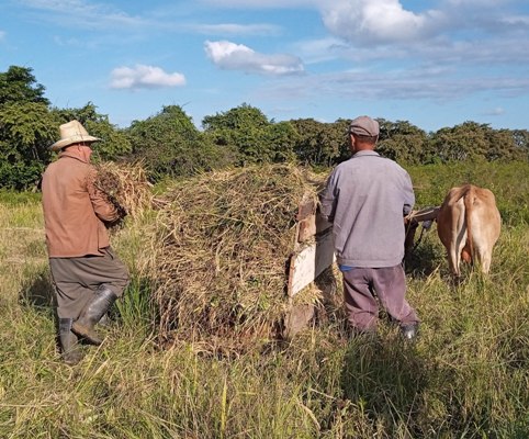 Los bueyes tiran de una tradicional carreta de madera, un elemento distintivo en la agricultura de La Espinita. Foto: Oscar Alfonso Sosa.