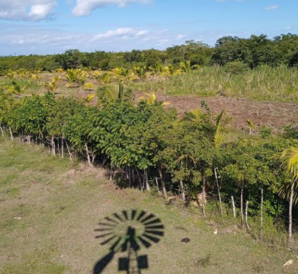 Así se muestra una porción de la finca La Espinita. Foto: Oscar Alfonso Sosa.