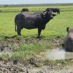 Búfalos como alternativa alimentaria en predios arroceros
