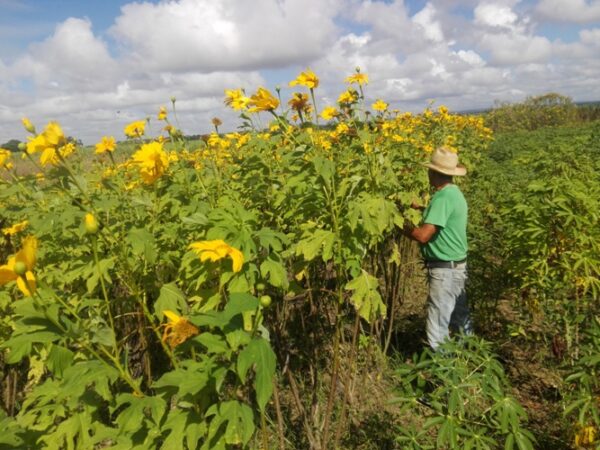  En estos suelos se ha plantado la titonia. Foto: Eduardo Sicilia Hernández.