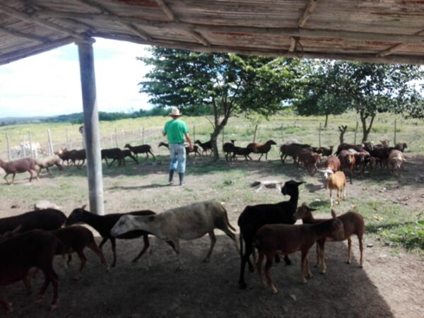En algo más de 1 año de creado el módulo pecuario ya cuenta con más de 50 reproductoras y se incrementan los nacimientos. Foto: Eduardo Sicilia Hernández.