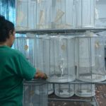 Ciencia e innovación en función de plantaciones cañeras en Tuinucú