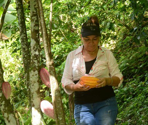 Especialistas constatan en Hoyo Corrales la salud de las frutas y de las plantas de cacao sobrevivientes. Foto:  Oscar Alfonso Sosa.