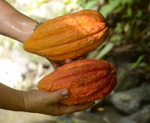Dos frutos del cacao en estado de madurez, de las plantas que aún existen en Hoyo Corrales. Foto:  Oscar Alfonso Sosa.