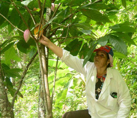 Campesinos de Hoyo Corrales cuidan de las plantas de cacao que aún subsisten. Foto:  Oscar Alfonso Sosa.