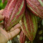 Cacao en Sancti Spíritus, ¿una utopía?