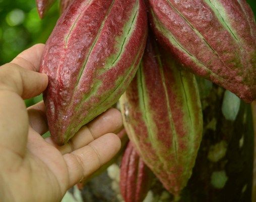 Cacao en Sancti Spíritus, ¿una utopía?